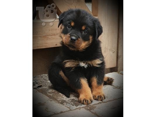 PoulaTo: Rotweiller puppy